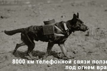 8000 км телефонной связи ползком, под огнем врага...